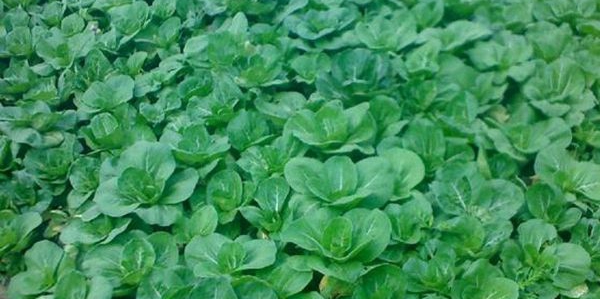 青菜怎么种植比较少病虫害,青菜种植秘诀