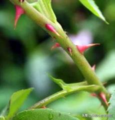 蔷薇玫瑰月季形态区别,玫瑰和月季的区别图和名称