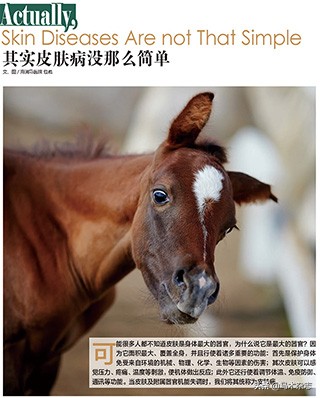 如何防止马得疾病,马儿皮肤病症状