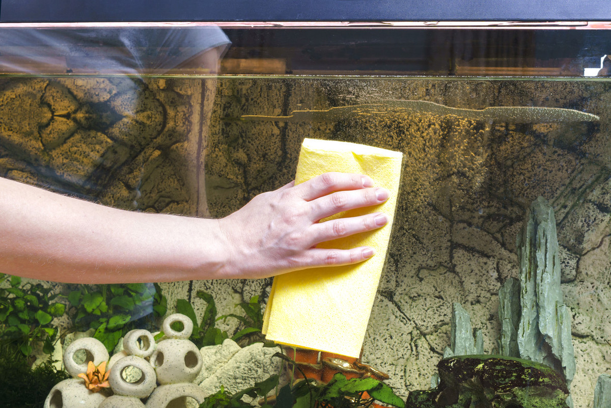 玩草缸怎么知道要多少水草,玩草缸用什么水好