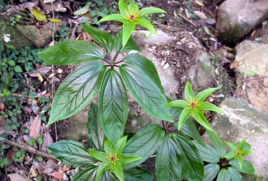 长在深山阴暗处，有小毒却价值高，如今快被挖绝了，若遇到请保护