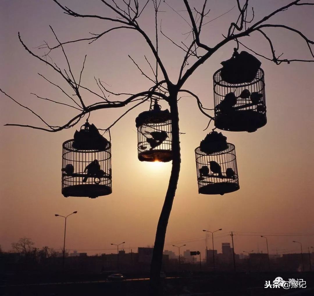 皇城根脚下,那是开封大爷遛鸟的天地