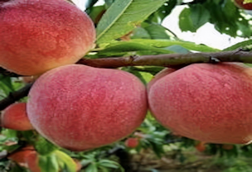 新疆石河子市的蟠桃图片,新疆石河子蟠桃