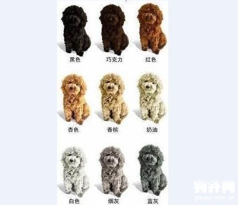 宠物狗狗的毛色是什么样子的,宠物狗狗的品种大全
