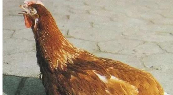 鸡养殖常见的疾病如何防治,秋季鸡病的防治方法