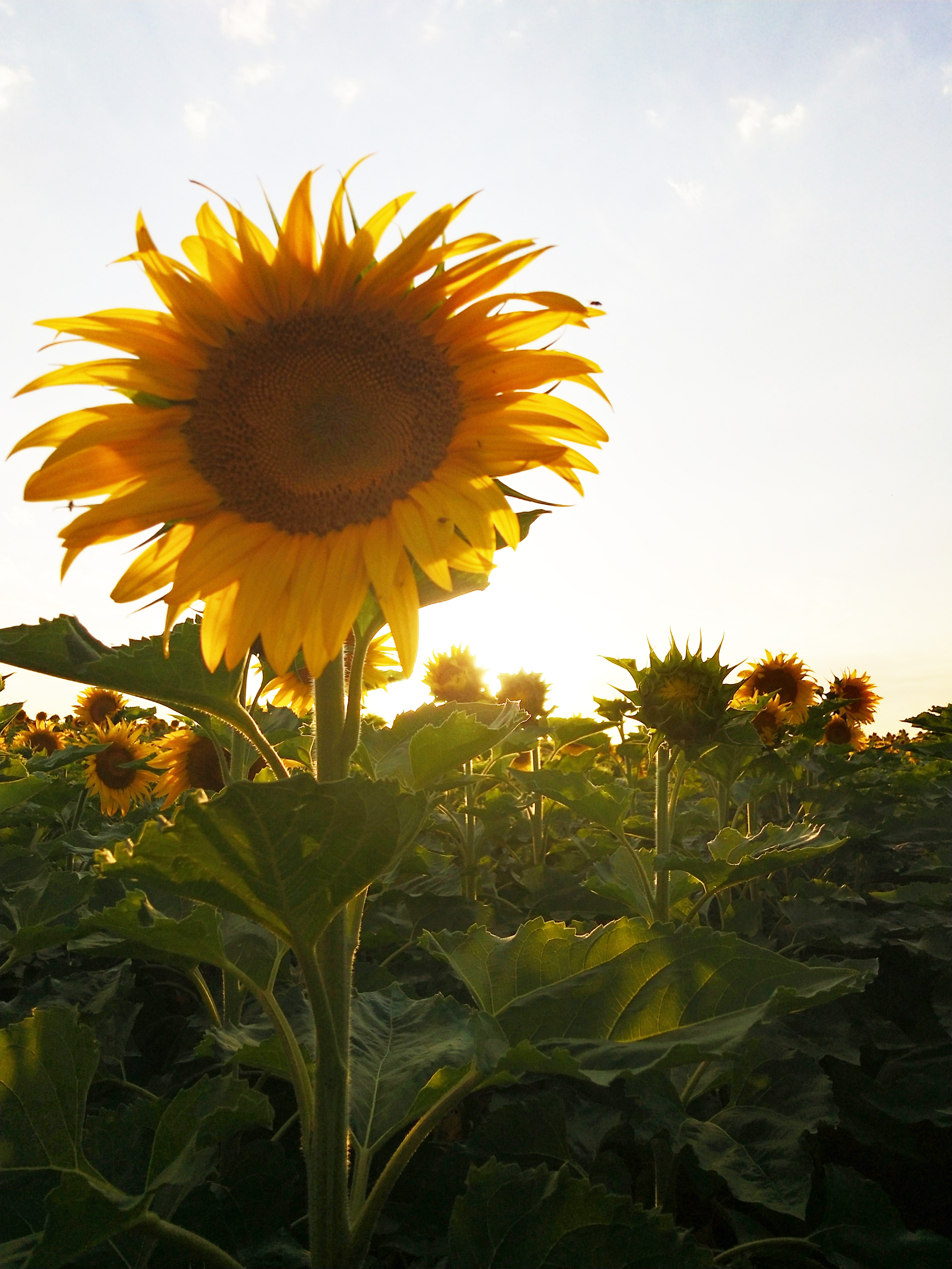 拍花海摄影技巧,如何拍出好看的花海视频