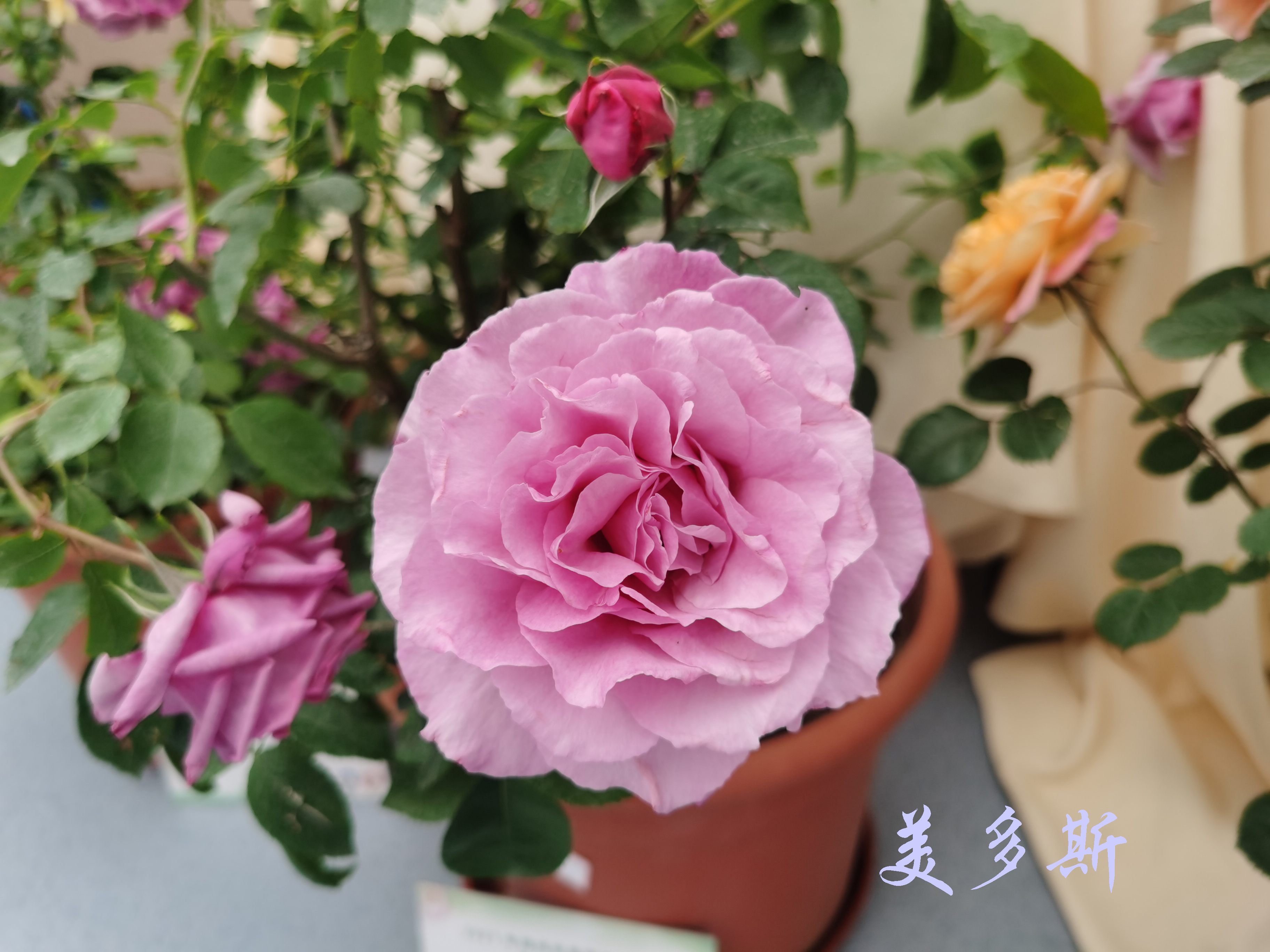 大兴月季园的月季有多少种,北京最大的月季基地在哪