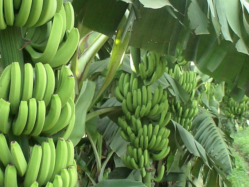 香蕉最低多少度会受冻,广西南宁香蕉受冻最新情况