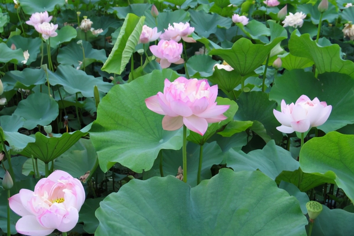 苏轼在庐山写的五首诗,苏轼写庐山游记的四首古诗