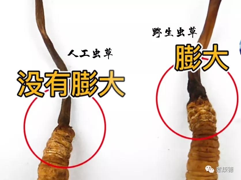 冬虫夏草正宗高品质虫草 (如何鉴别虫草和冬虫夏草)