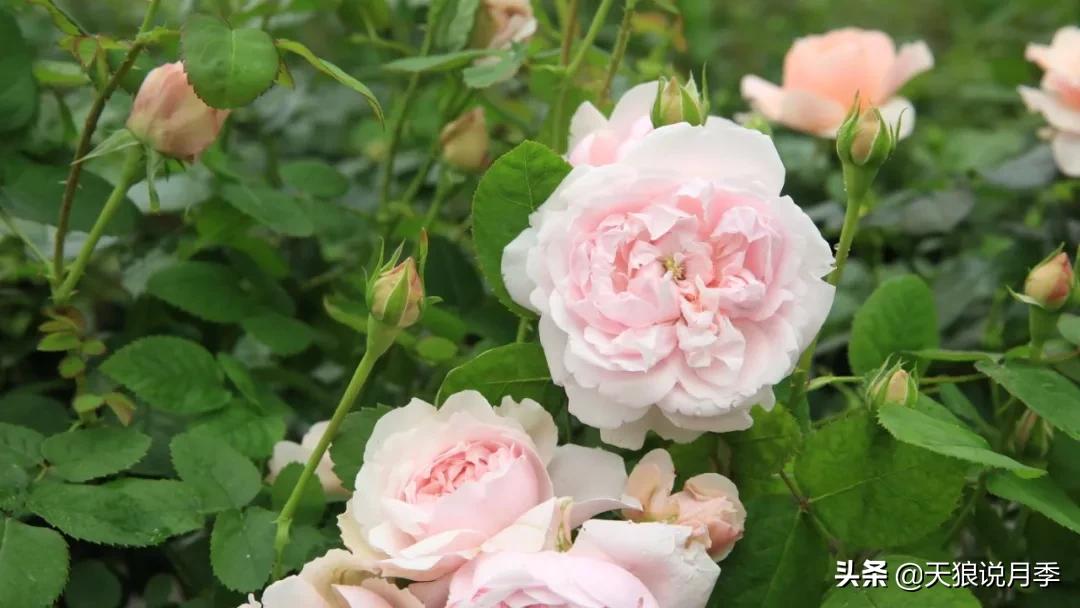 又一个十年,国产自育品种