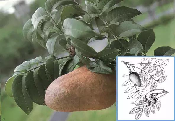 每日花语金盏花,桃花心木的种树方法