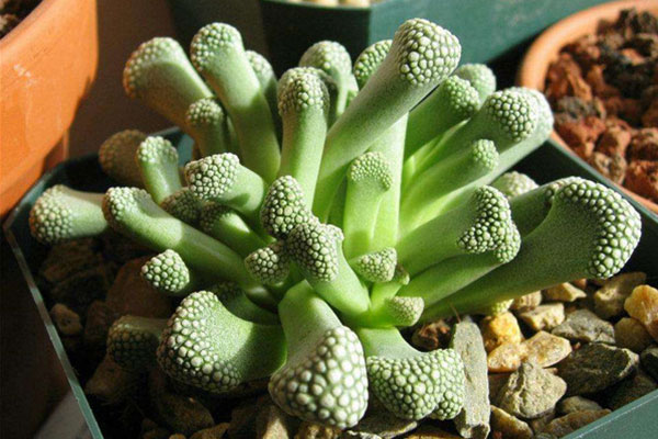 多肉天女属，用美丽的名字诱惑你买，用奇特的长相颠倒你的审美！