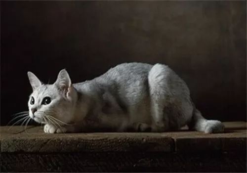 傲娇的小猫咪怎么训,桀骜不驯的猫怎么驯服