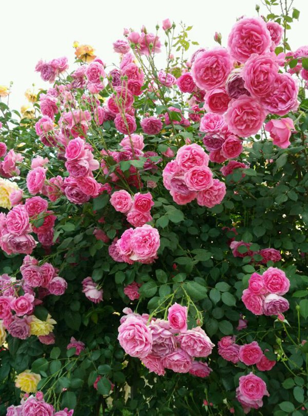 养花大全100种植物,养花100种