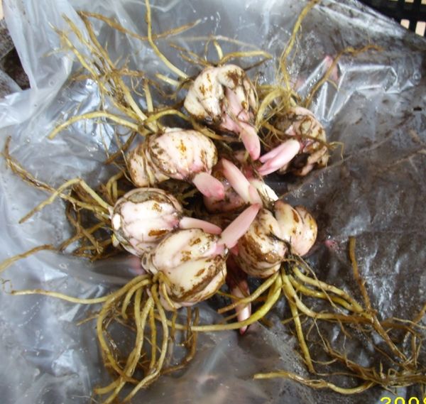 怎么选购百合种球？选购种球时，一定要选择个头大的强壮种球