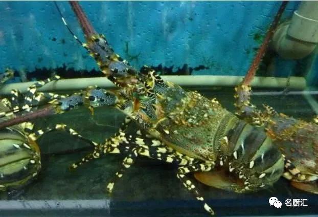 世界顶级十大海鲜,十大顶级海鲜价格排行榜