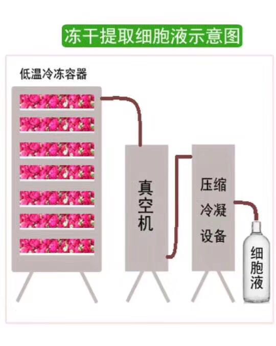 玫瑰细胞液是什么功效,大马士革玫瑰细胞液