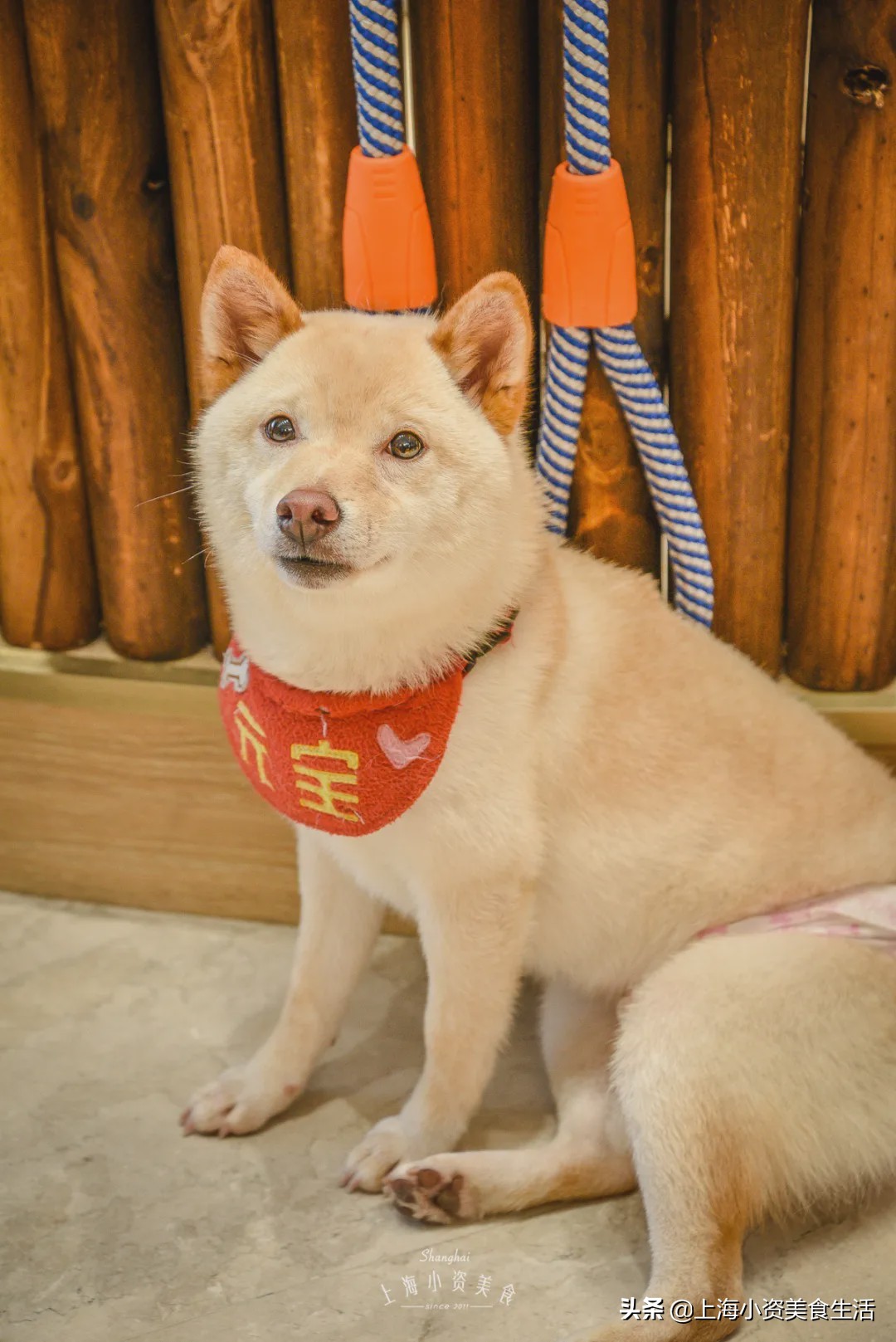 豆柴犬幼犬直播,豆柴是一只非常可爱的小狗