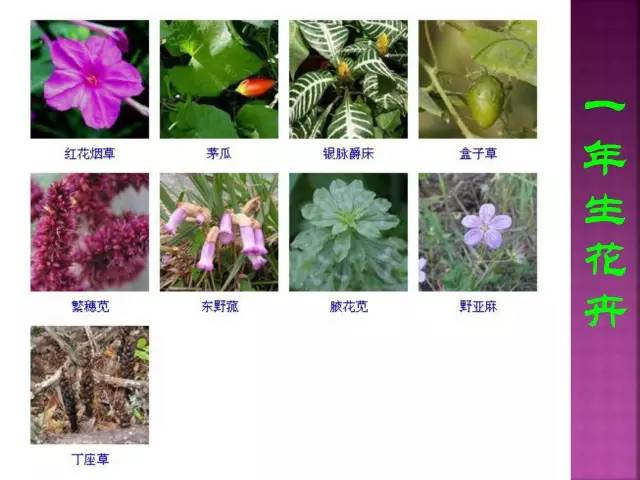 花卉大全500种观叶植物名称,1332种常见花卉植物图谱