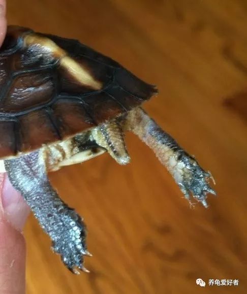 水龟母断尾是否影响繁殖,断尾水龟还能繁殖吗