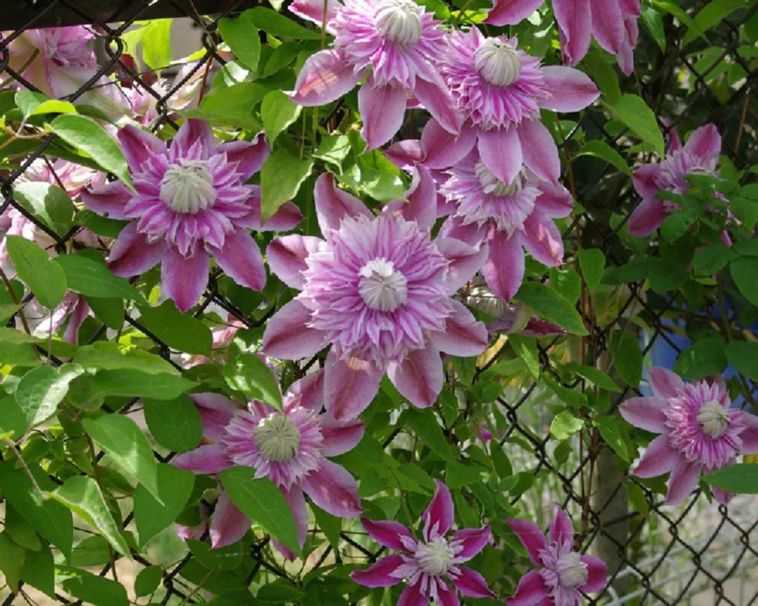 藤本植物皇后铁线莲,藤本皇后铁线莲品种