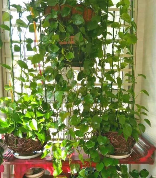 小妙招绿萝加什么长得绿油油,养绿萝只需加几粒它绿萝疯长