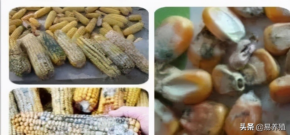 易养殖：带你治好鸡腺胃炎