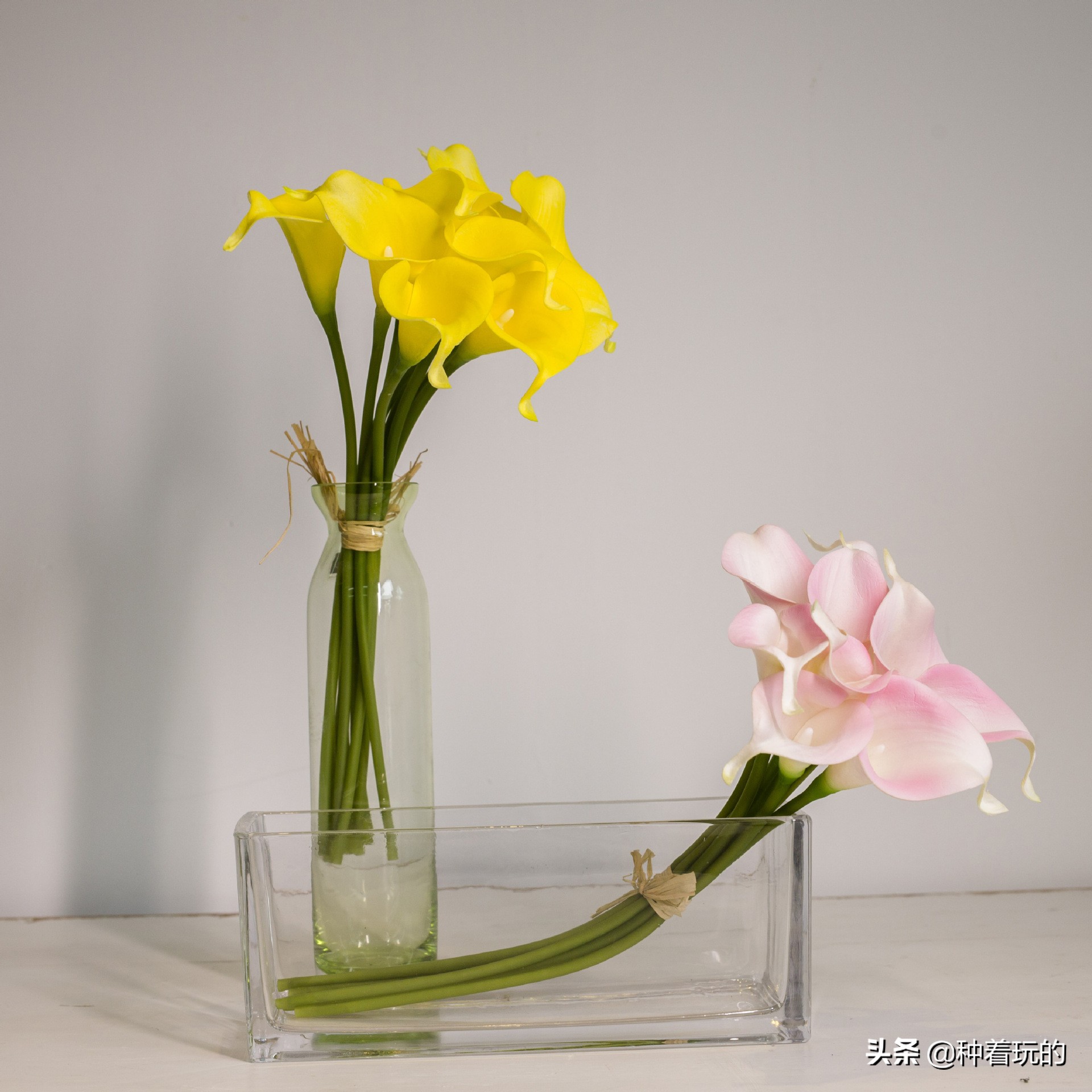 纯洁优雅的少女绽放的马蹄莲从天降落的圣光你心动了吗