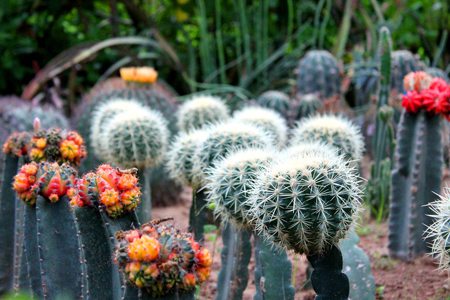 仙人掌发黄是什么原因造成的,仙人掌变黄的原因是什么