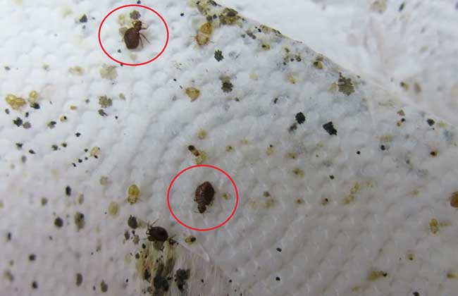 臭虫咬伤最快治疗方法,臭虫咬伤用什么药治好得很快