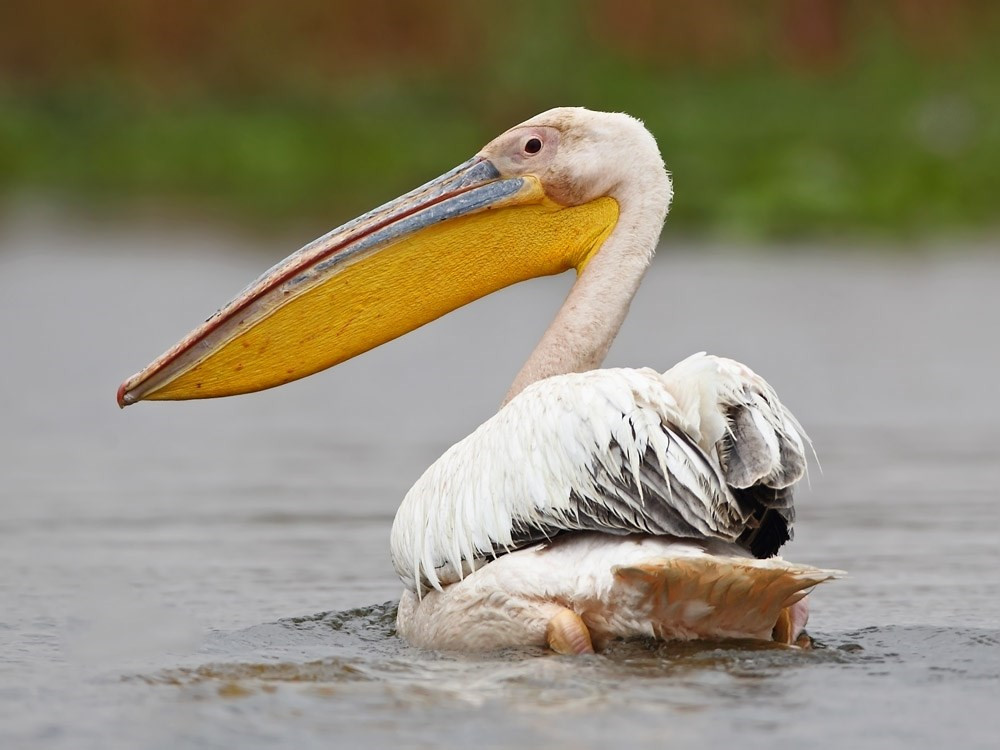 骆驼鸟大嘴如网兜,捕到大鱼后,还会让鱼在嘴里滚3分钟才吞下