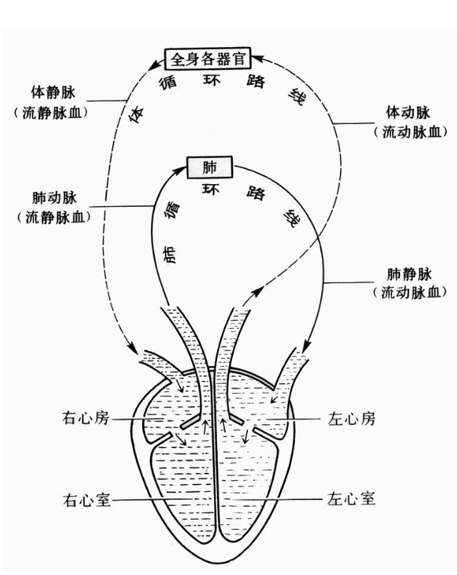 八年级下册生物书知识点,初一下册生物期中知识点