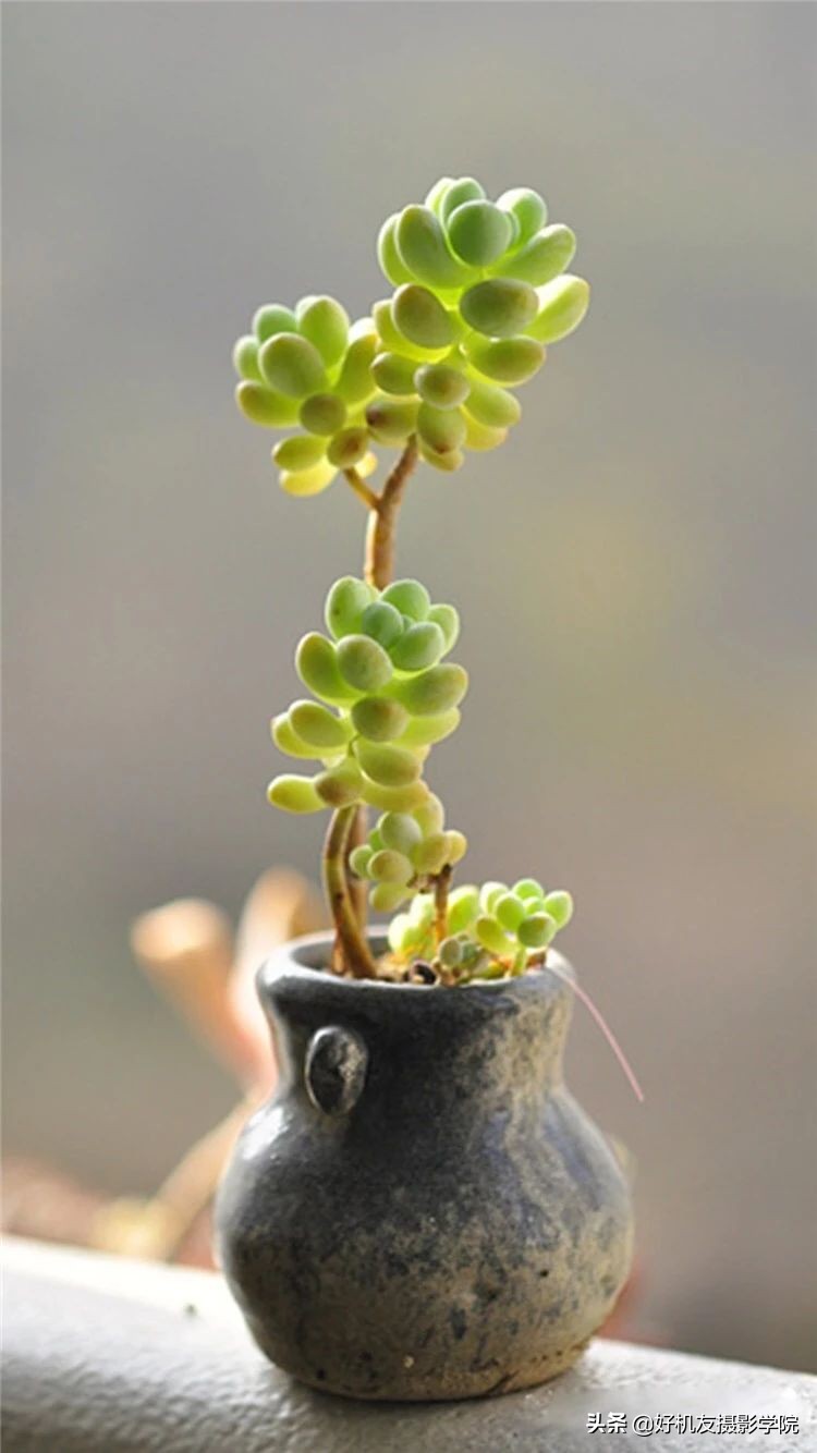 十五种最漂亮的多肉,15种好看的多肉