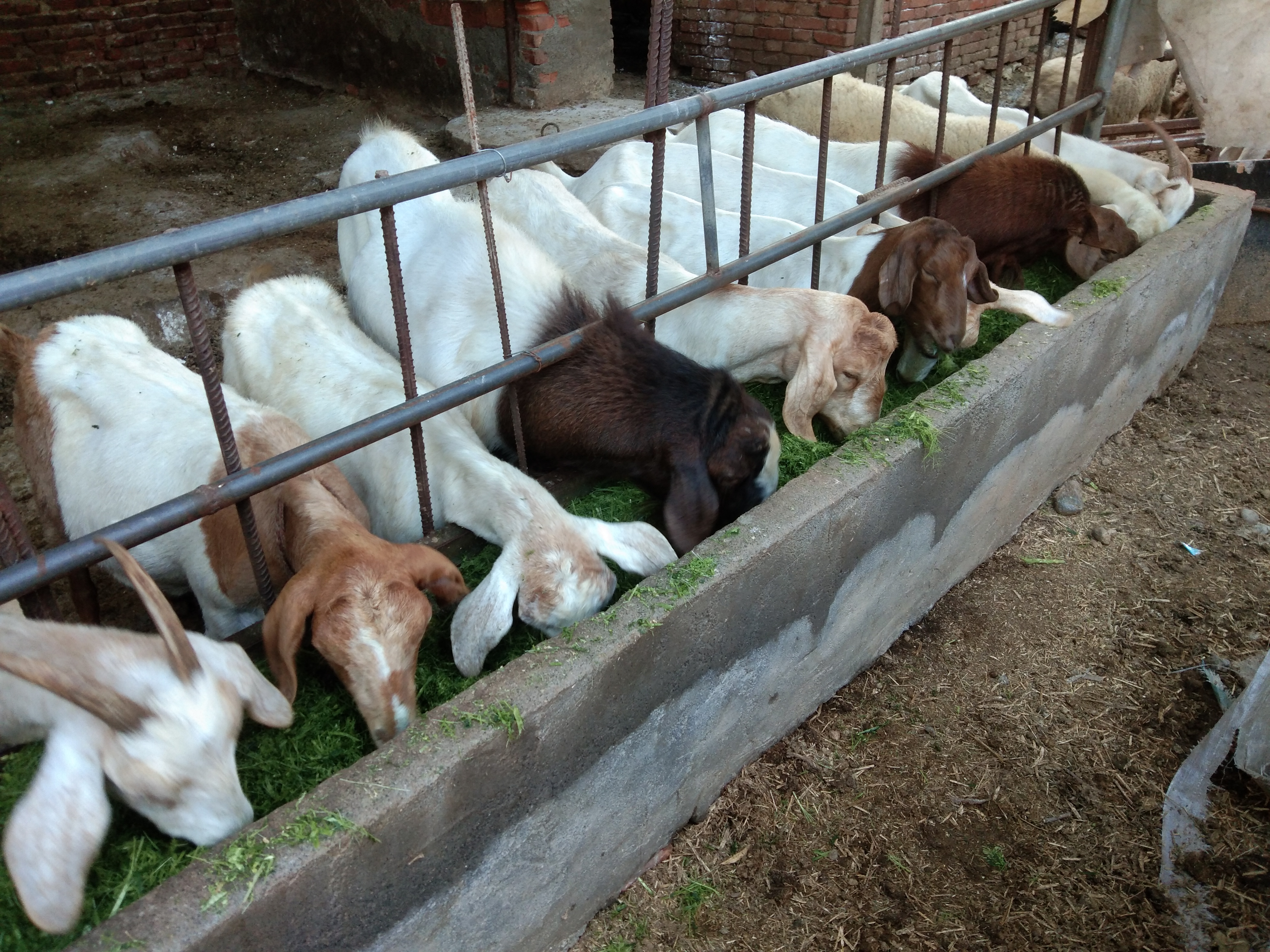 养羊到底是选哪个羊好一点,养羊品种纯不纯重要吗