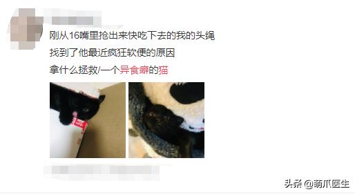 猫咪为什么好奇人类食物,为什么猫咪可以一直吃