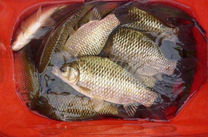 蓝鲫直接钓鲫鱼好么,蓝鲫开饵不雾化