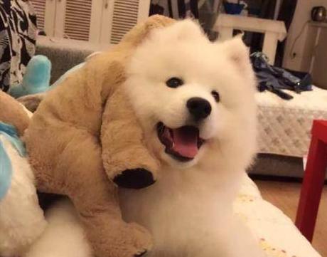 可爱到“上头”的7种狗狗，特别受欢迎