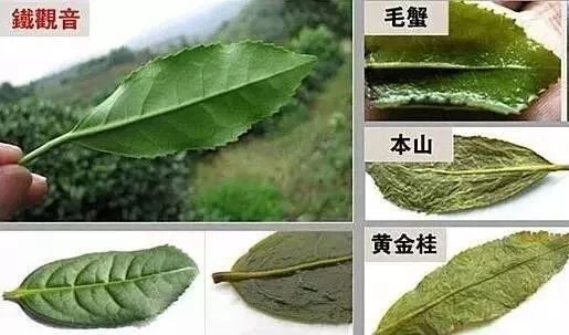 拼多多铁观音靠谱吗,拼多多铁观音茶叶为什么那么便宜