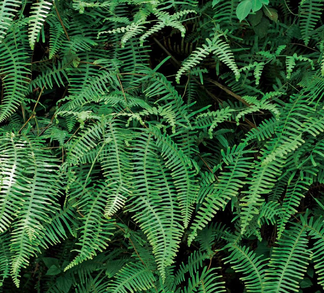 芒萁骨图片,民间中草药芒萁的药用功能