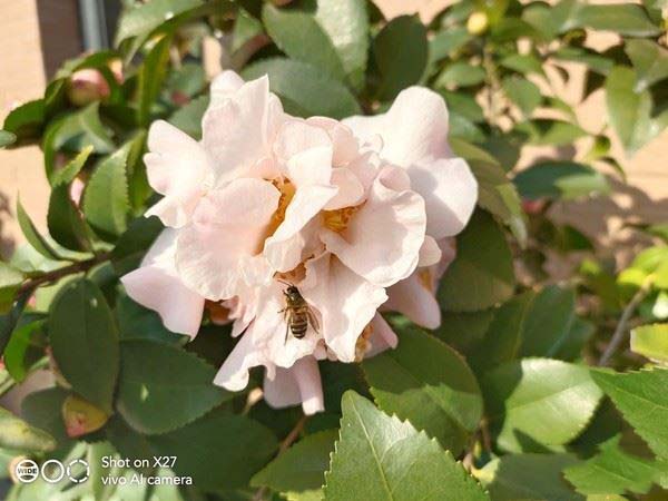 vivox27手机怎么样好用吗,vivox27和vivox60哪个好