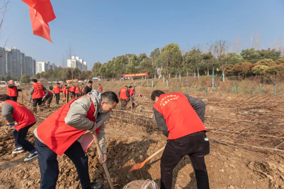 武汉植树高峰期,植树浪潮