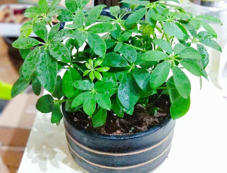 蚊香杀虫剂可以消灭花上的虫卵吗,蚊香灭小苍蝇怎么消灭最彻底