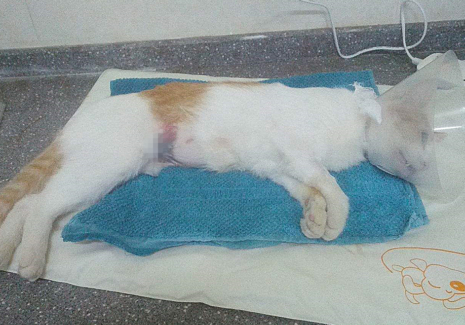 猫咪绝育之后为啥还会乱尿,猫咪绝育之后会不自信吗