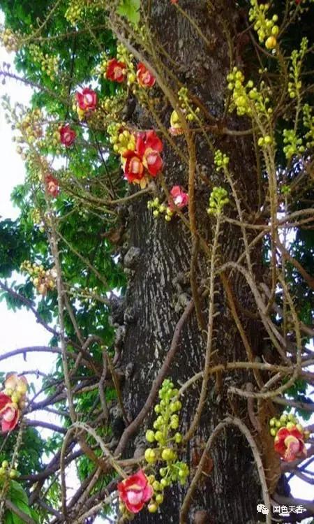 菩提花开观自在,菩提花开见性成佛