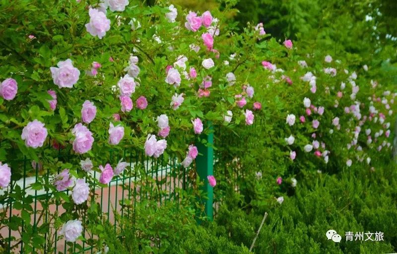 花满青州——初夏清浅微风起，蔷薇月季满城香