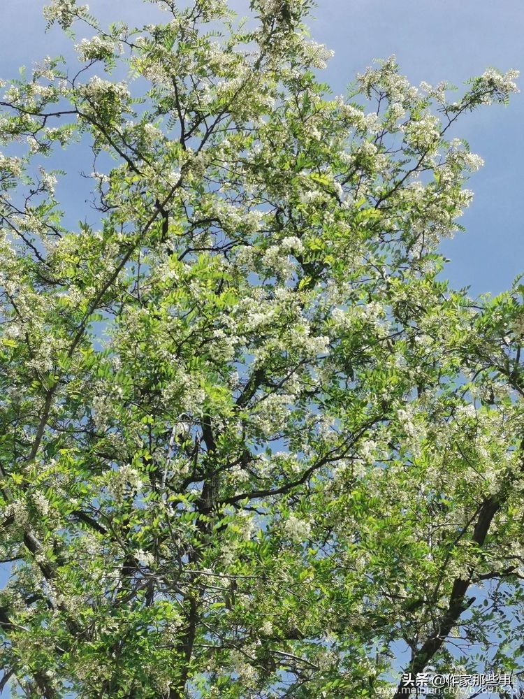 赴一场槐花的邀约——宝鸡作家赴扶风野河山采风