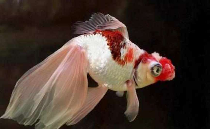 草金鱼可以和其他品种金鱼混养吗,鹅头红金鱼和珍珠金鱼可以混养吗