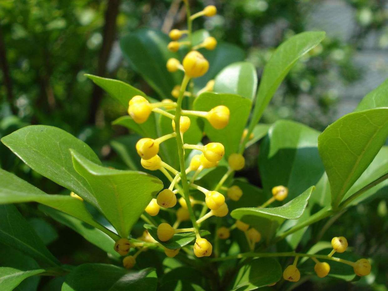 米兰花好养活吗怎么养护,米兰花容易养活吗怎么养