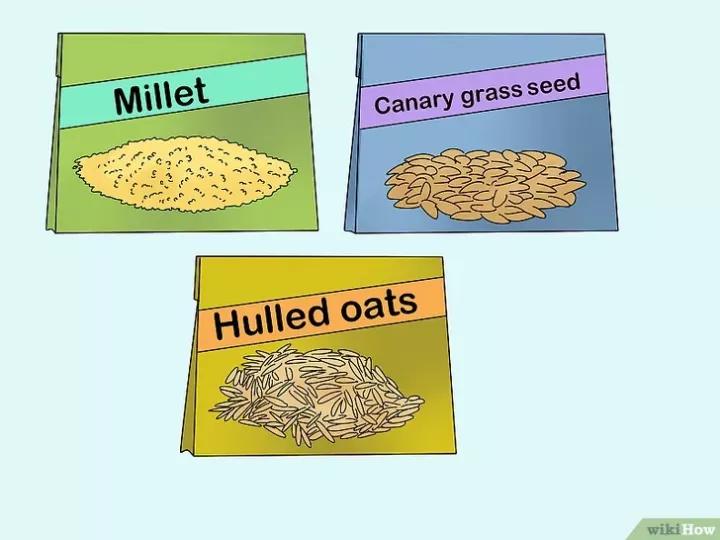 如何喂养牡丹鹦鹉